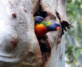 Cumberland State Forest - Northern Rivers Accommodation 0