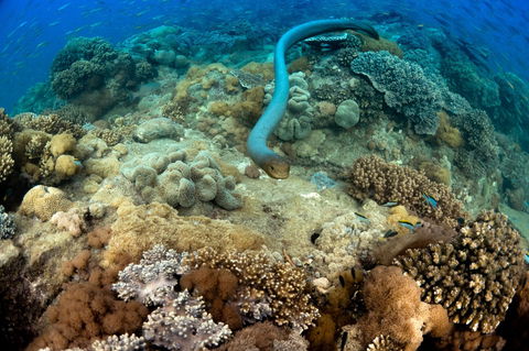Egg Rock Dive Site - Northern Rivers Accommodation 1