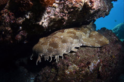 Egg Rock Dive Site - Northern Rivers Accommodation 2