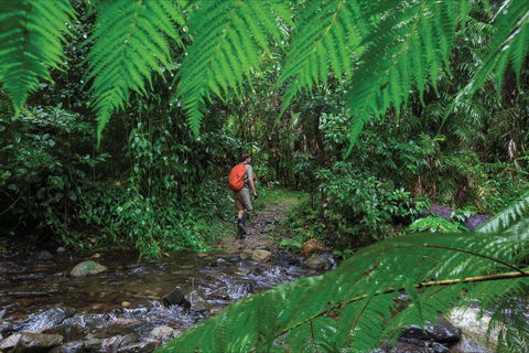 Goldsborough Valley, Wooroonooran National Park - Northern Rivers Accommodation 0