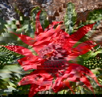 Inverawe Native Gardens - Northern Rivers Accommodation