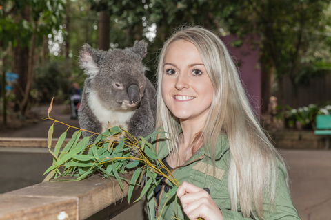 Koala Park Sanctuary - Northern Rivers Accommodation 0