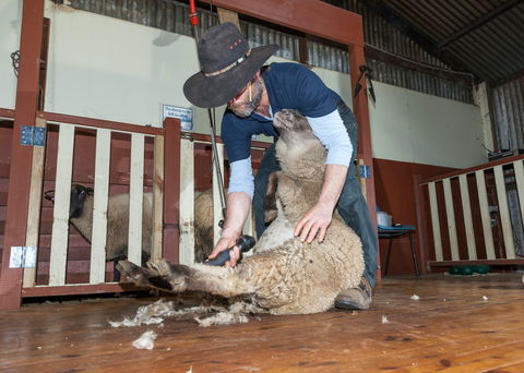 Koala Park Sanctuary - Northern Rivers Accommodation 2