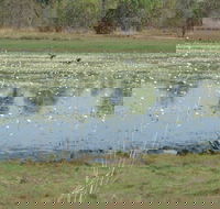 Leaning Tree Lagoon Nature Park - Northern Rivers Accommodation