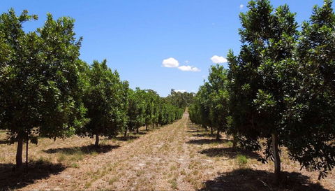 MacNuts WA Shop And Factory - Northern Rivers Accommodation 0