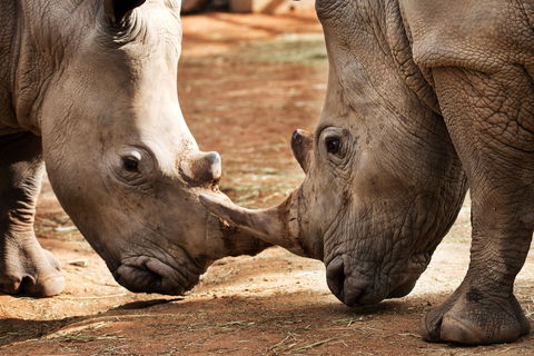 National Zoo & Aquarium - Northern Rivers Accommodation 0