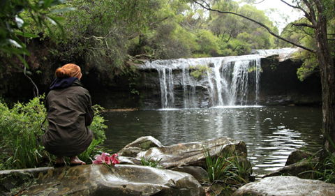 Nellies Glen Picnic Area - Northern Rivers Accommodation 0