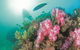 Ningaloo Marine Park - thumb 2