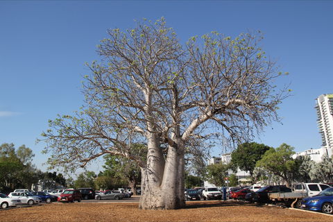 Old Boab Tree In Cavenagh Street - Northern Rivers Accommodation 0
