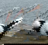 Pelican Feeding - Northern Rivers Accommodation