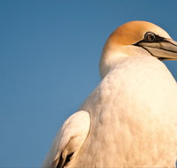 Port Phillip Heads Marine National Park - Northern Rivers Accommodation