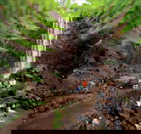 Queen Mary Falls circuit Main Range National Park - Northern Rivers Accommodation