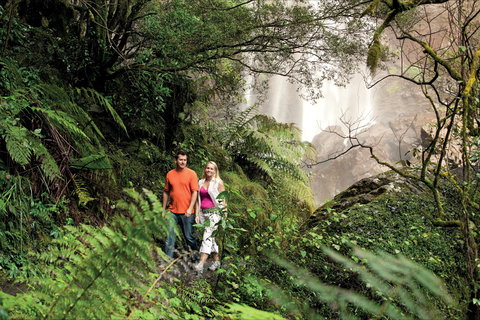 Queen Mary Falls Circuit, Main Range National Park - Northern Rivers Accommodation 2