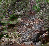 Understory Art In Nature - Northern Rivers Accommodation