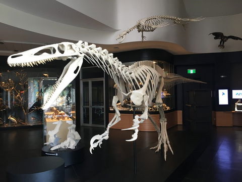 UNE Natural History Museum - Northern Rivers Accommodation 0