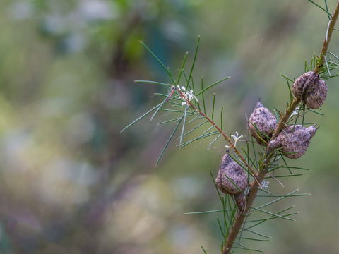 Wallumatta Loop Trail - Northern Rivers Accommodation 0