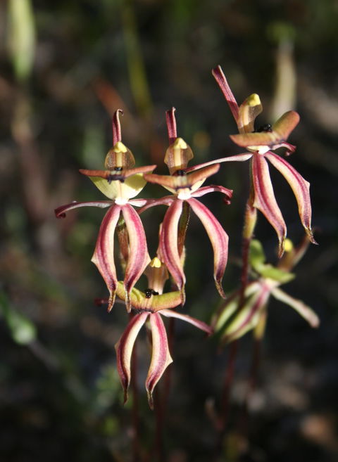 Wongan Hills Wildflowers - Northern Rivers Accommodation 1