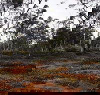 Woylie Walk Dryandra Woodland - Northern Rivers Accommodation