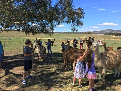 Alpaca Magic Stud - Northern Rivers Accommodation 0