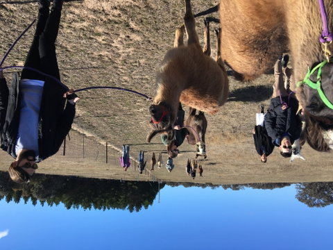 Alpaca Magic Stud - Northern Rivers Accommodation 1