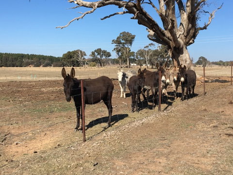 Alpaca Magic Stud - Northern Rivers Accommodation 2