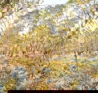 Alpine Views Walk - Northern Rivers Accommodation