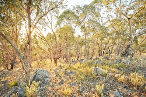 Alpine Views Walk - Northern Rivers Accommodation 0