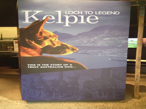 Australian Kelpie Centre - Northern Rivers Accommodation 1