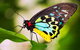 Australian Butterfly Sanctuary - thumb 1
