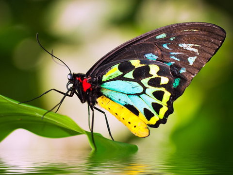 Australian Butterfly Sanctuary - Northern Rivers Accommodation 1