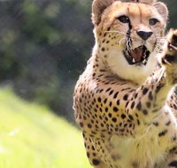 Billabong Zoo Koala and Wildlife Park - Northern Rivers Accommodation
