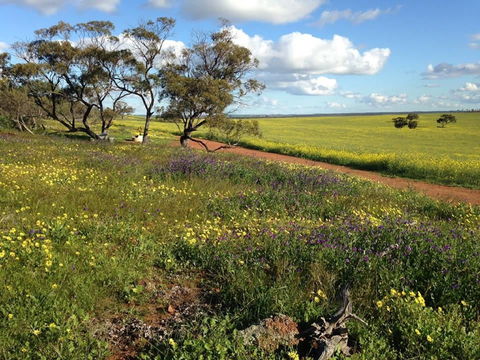 Coorow Wildflower Drive - Northern Rivers Accommodation 0