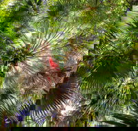 Depot Beach Rainforest Walk - Northern Rivers Accommodation