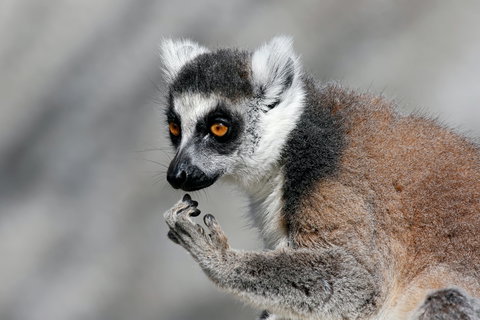 Gorge Wildlife Park - Northern Rivers Accommodation 2