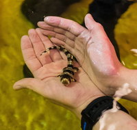 Irukandji Shark and Ray Encounters - Northern Rivers Accommodation