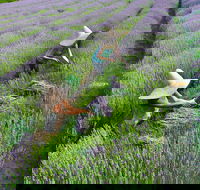 Lavandula Swiss Italian Farm - Northern Rivers Accommodation