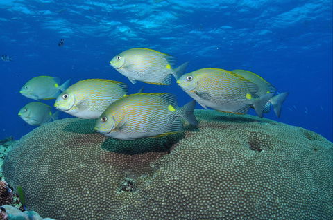 Lodestone Reef - Northern Rivers Accommodation 0