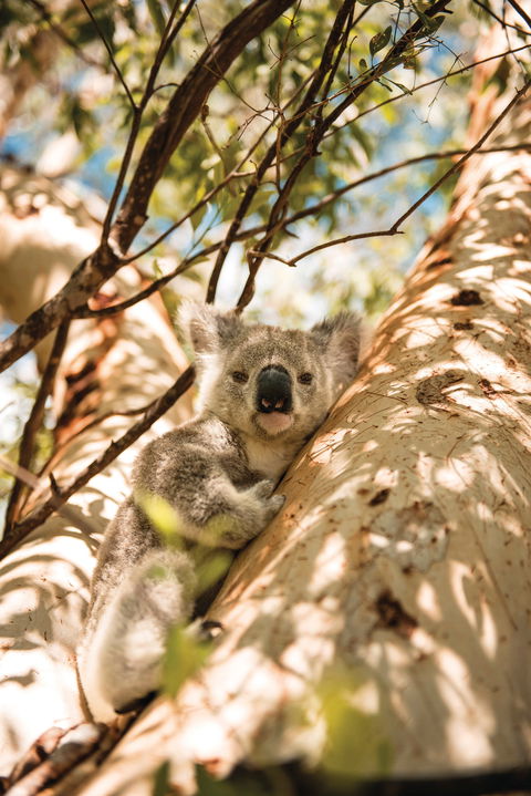 Magnetic Island National Park - Northern Rivers Accommodation 2