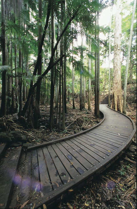 Mapleton Falls National Park - Northern Rivers Accommodation 1