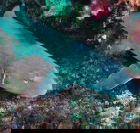 Middle Reef Dive Site - Northern Rivers Accommodation