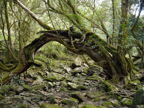 Mitchell River Walking Track - Northern Rivers Accommodation 0