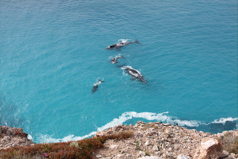 Nullarbor National Park - Northern Rivers Accommodation 0