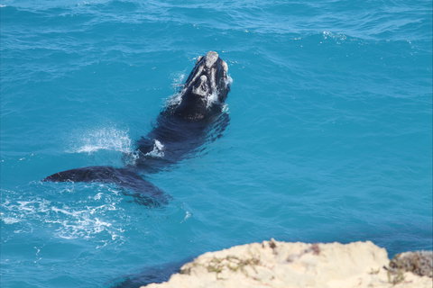 Nullarbor National Park - Northern Rivers Accommodation 2