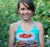 Ricardoes Tomatoes and Strawberries Farm Port Macquarie - Northern Rivers Accommodation