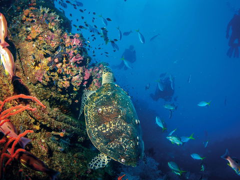 SS Yongala Dive Site - Northern Rivers Accommodation 0