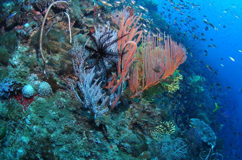 SS Yongala Dive Site - Northern Rivers Accommodation 1