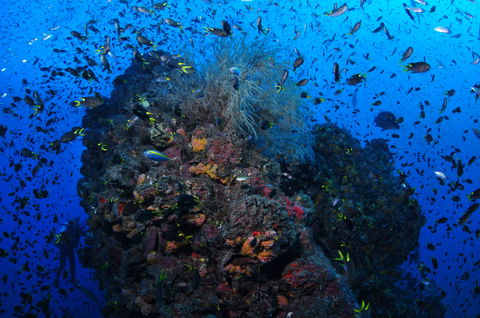 SS Yongala Dive Site - Northern Rivers Accommodation 2