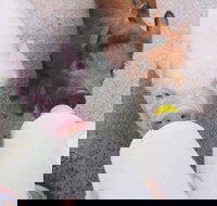 Swan Valley Cuddly Animal Farm - Northern Rivers Accommodation