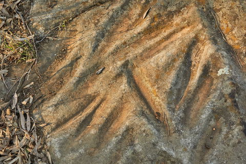 Terramungamine Rock Grooves - Northern Rivers Accommodation 1