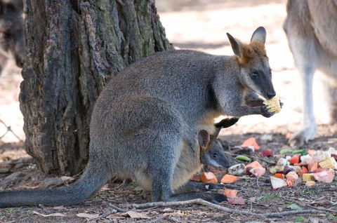 Wirrimbirra Sanctuary - Northern Rivers Accommodation 0